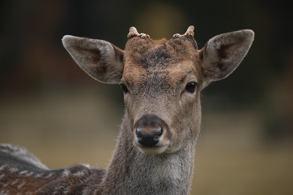 a close up of a deer with a blurry background