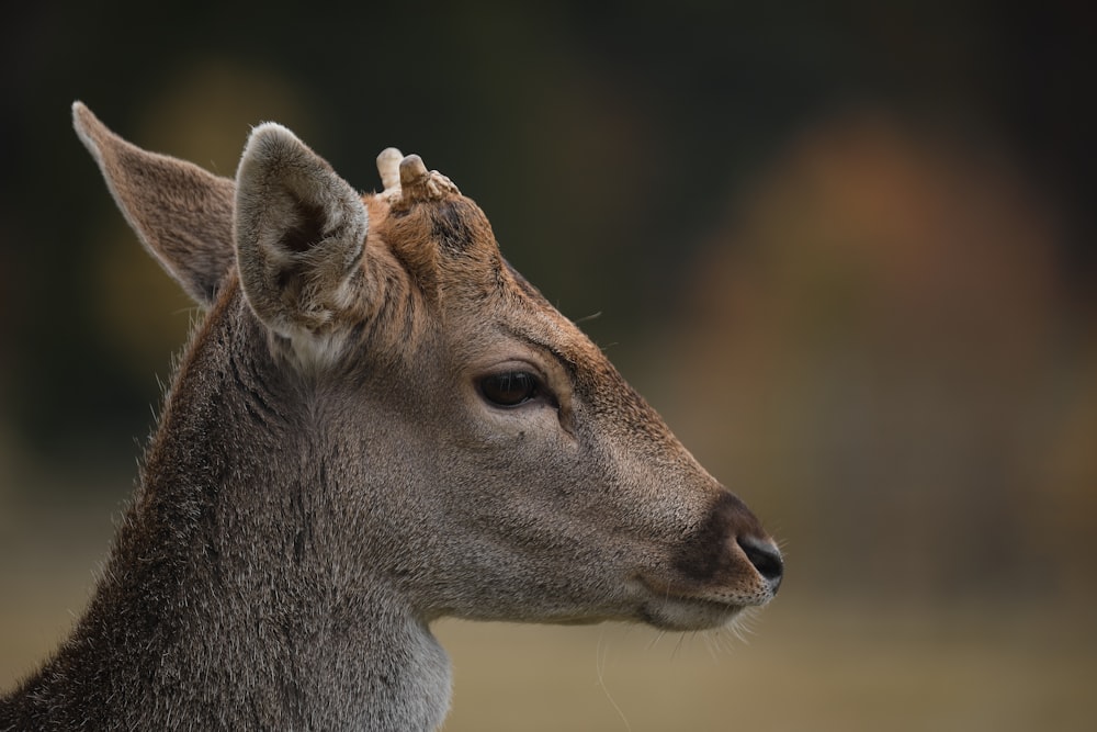 a close up of a deer with a blurry background