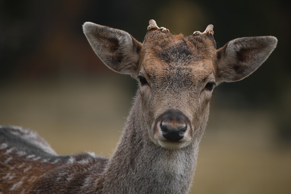 a close up of a deer with a blurry background
