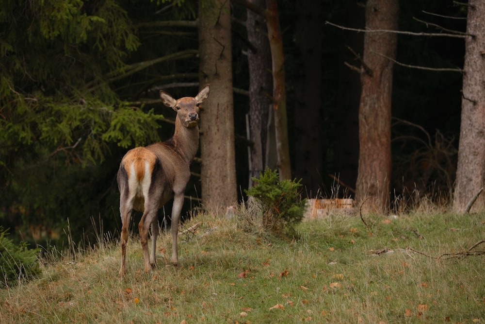 a deer standing in the middle of a forest