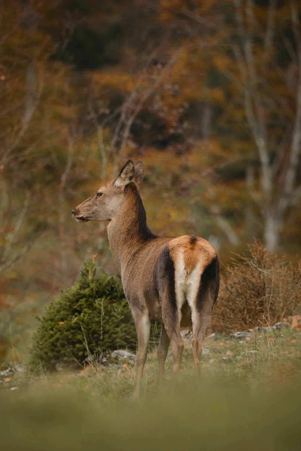 a deer standing in a field with trees in the background