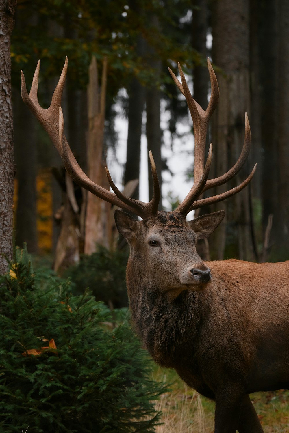 a close up of a deer in a forest