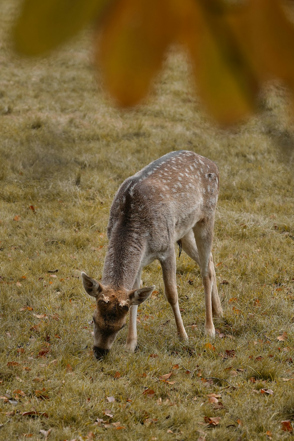 un pequeño ciervo pastando en un campo cubierto de hierba