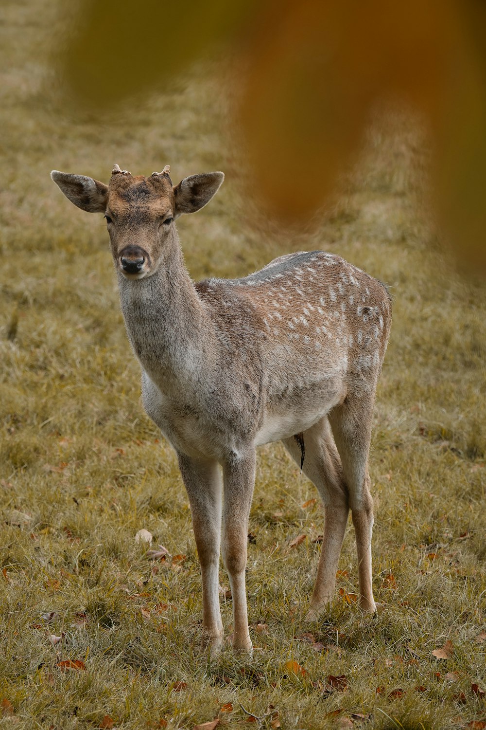 a small deer standing on top of a grass covered field