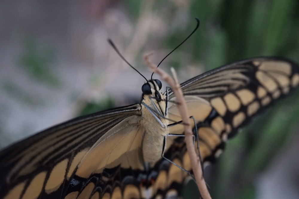 a close up of a butterfly on a branch
