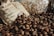A pile of chestnuts is spread out, with some displayed in front of burlap sacks that have text printed on them. The background includes clear plastic bags filled with walnuts or similar nuts, suggesting a market or farm setting.
