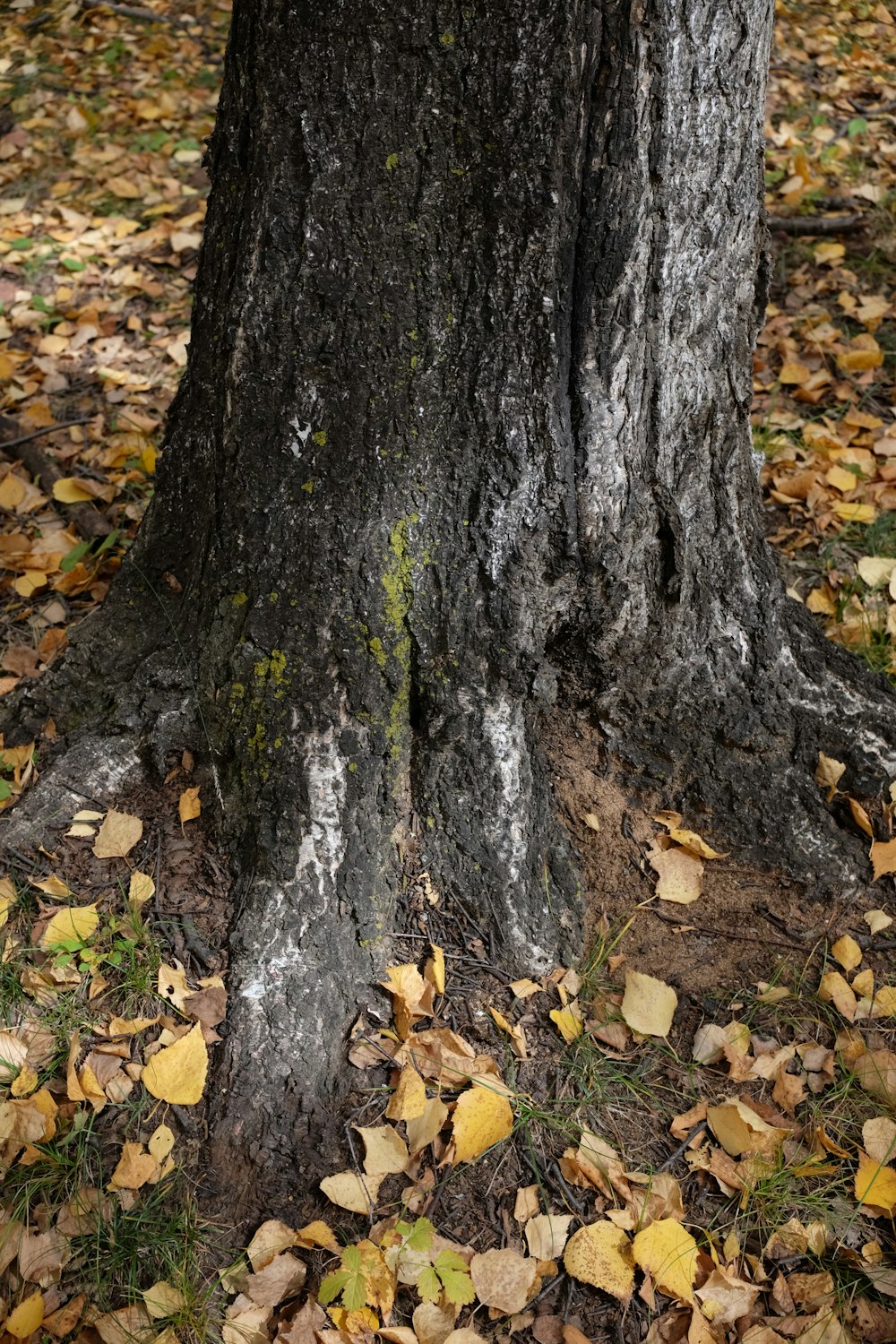 the trunk of a tree with yellow leaves on the ground