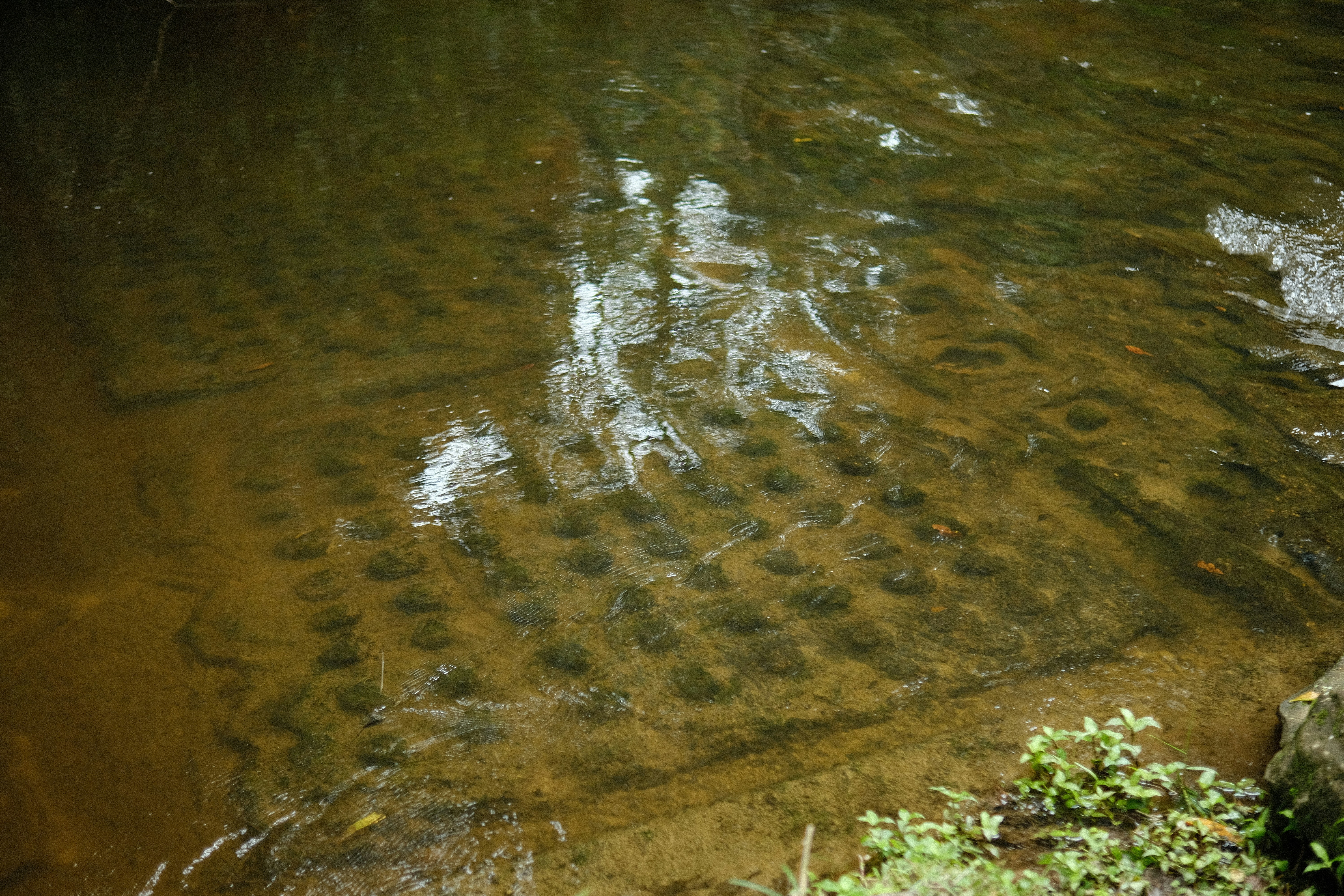a stream of water with rocks and trees in the background