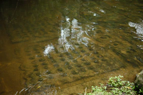 a stream of water with rocks and trees in the background