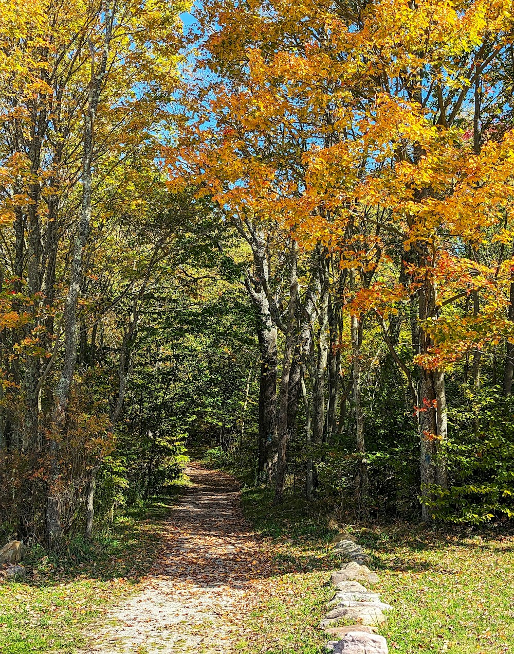 a dirt road surrounded by trees with yellow leaves