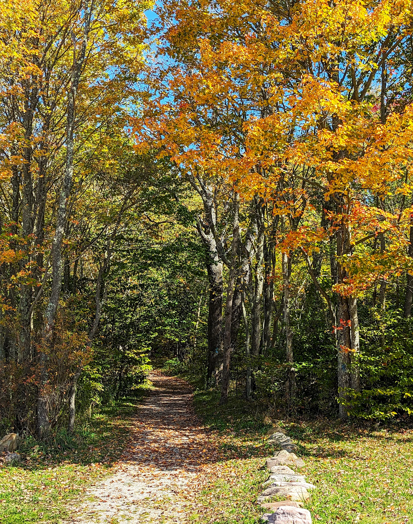 Pennsylvania hardwood forest turning yellow and orange in October, peak foliage camping season