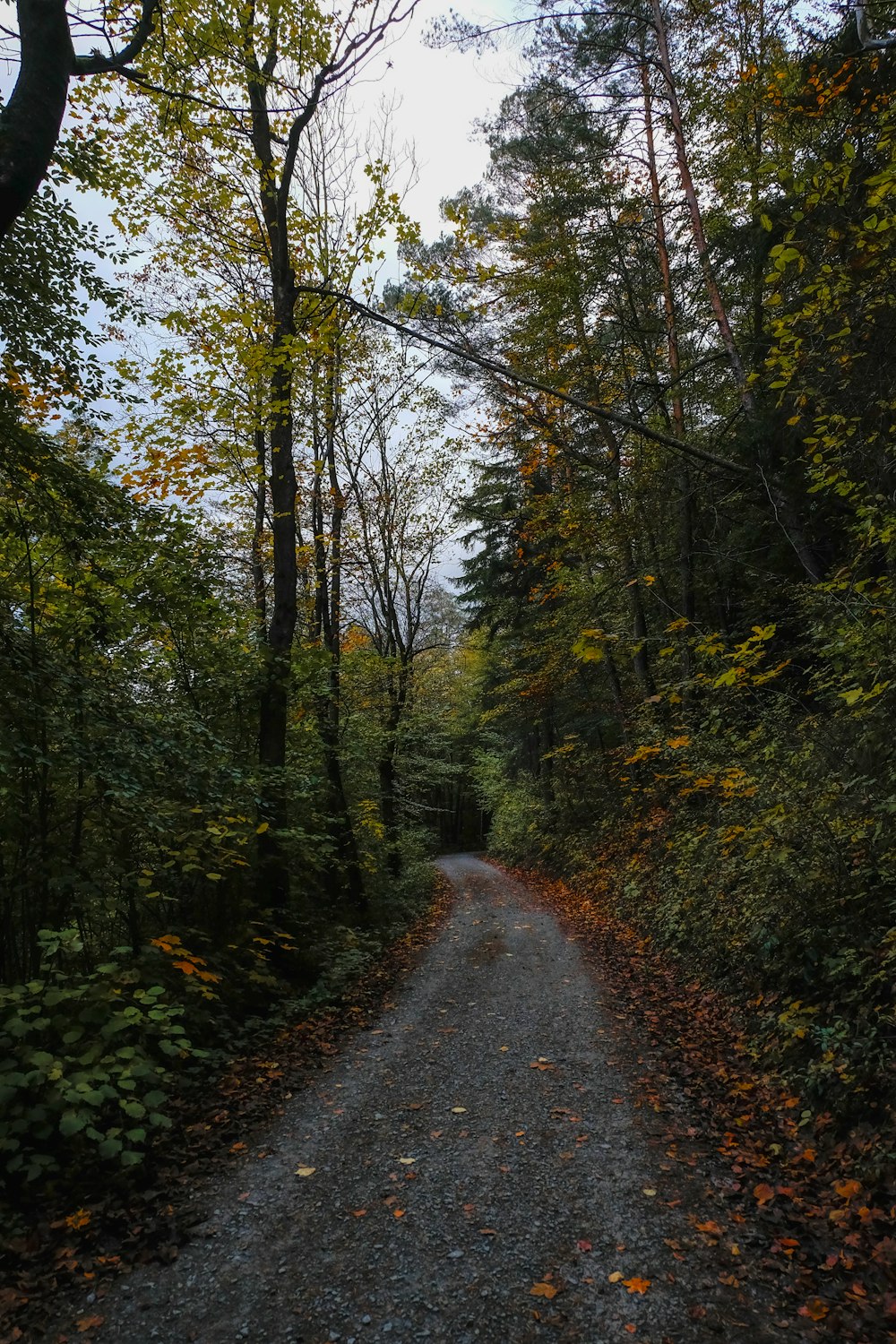 a dirt road surrounded by trees and leaves