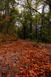 A winding forest trail carpeted with fallen leaves in warm earth tones