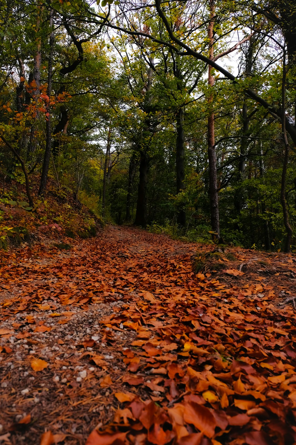 a dirt road surrounded by trees and leaves