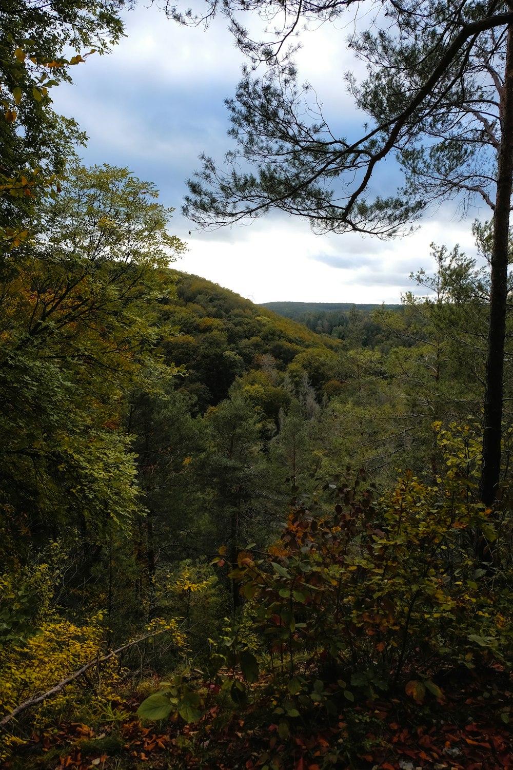 Une forêt remplie de nombreux arbres verts