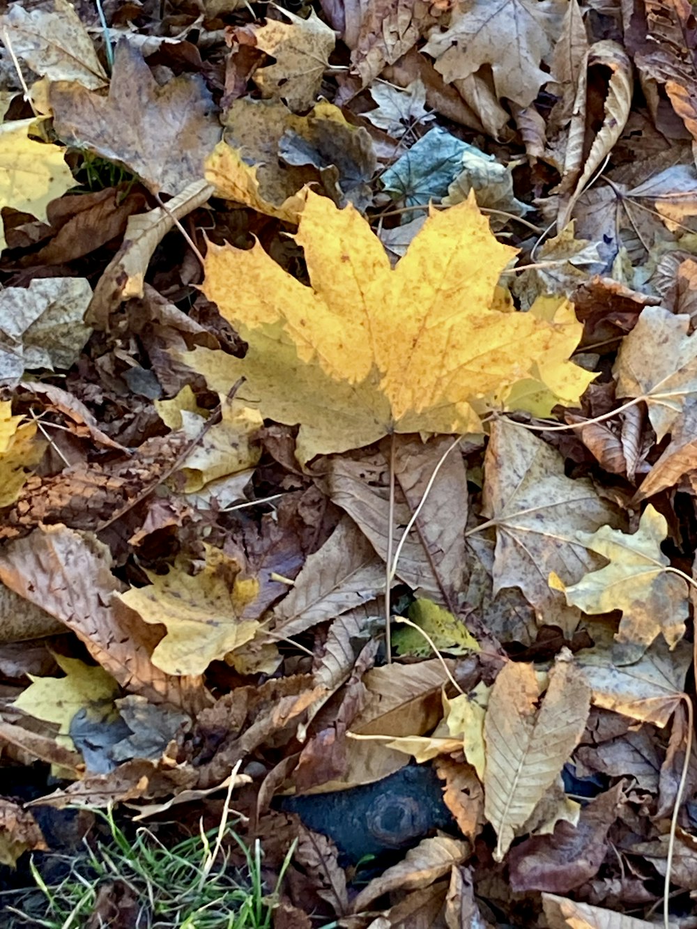 a yellow leaf laying on top of a pile of leaves