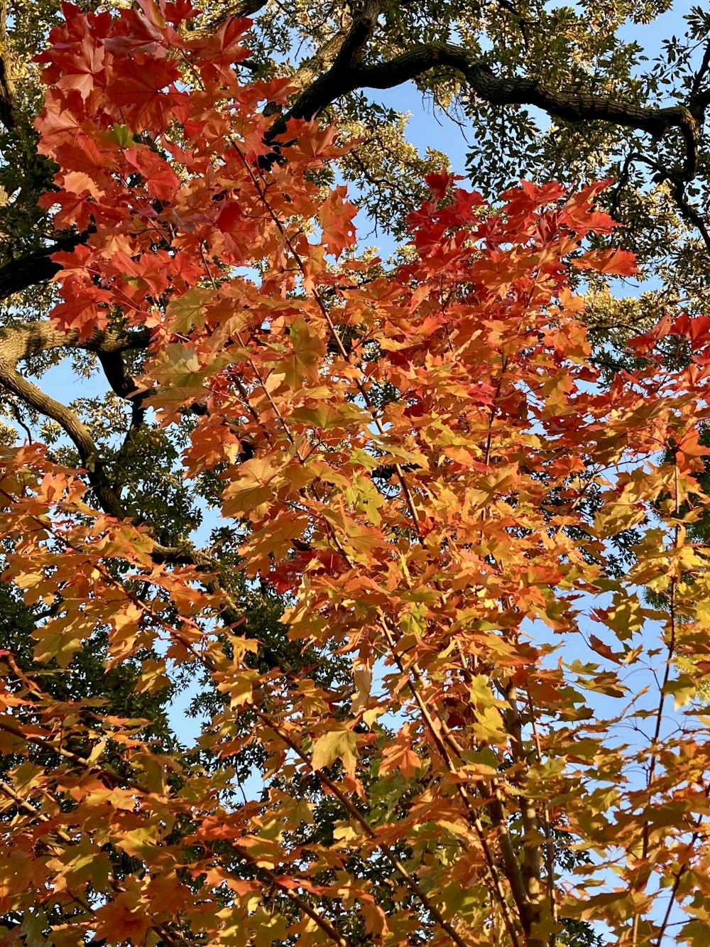 the leaves of a tree are changing colors