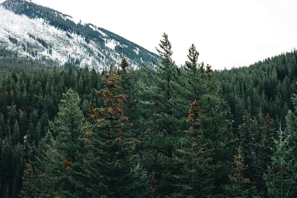 a forest filled with lots of tall green trees