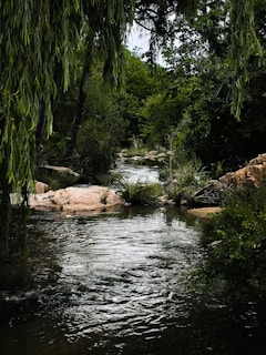 A serene creek flowing smoothly through lush greenery in Balgownie