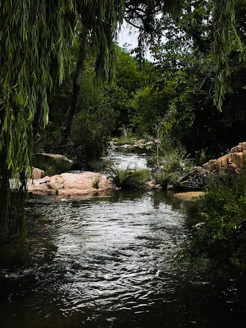 A serene creek flowing smoothly through lush greenery in Balgownie
