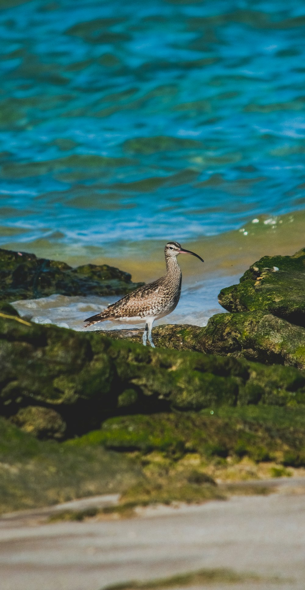 a bird is standing on some rocks by the water