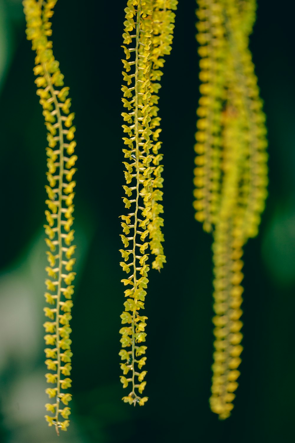 a bunch of yellow flowers hanging from a tree