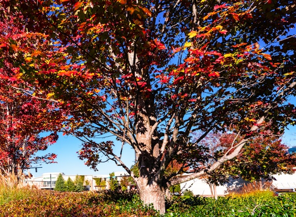 Avalon shopping district in Alpharetta Georgia north Atlanta metro