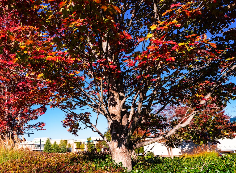 a tree with red and yellow leaves in a park