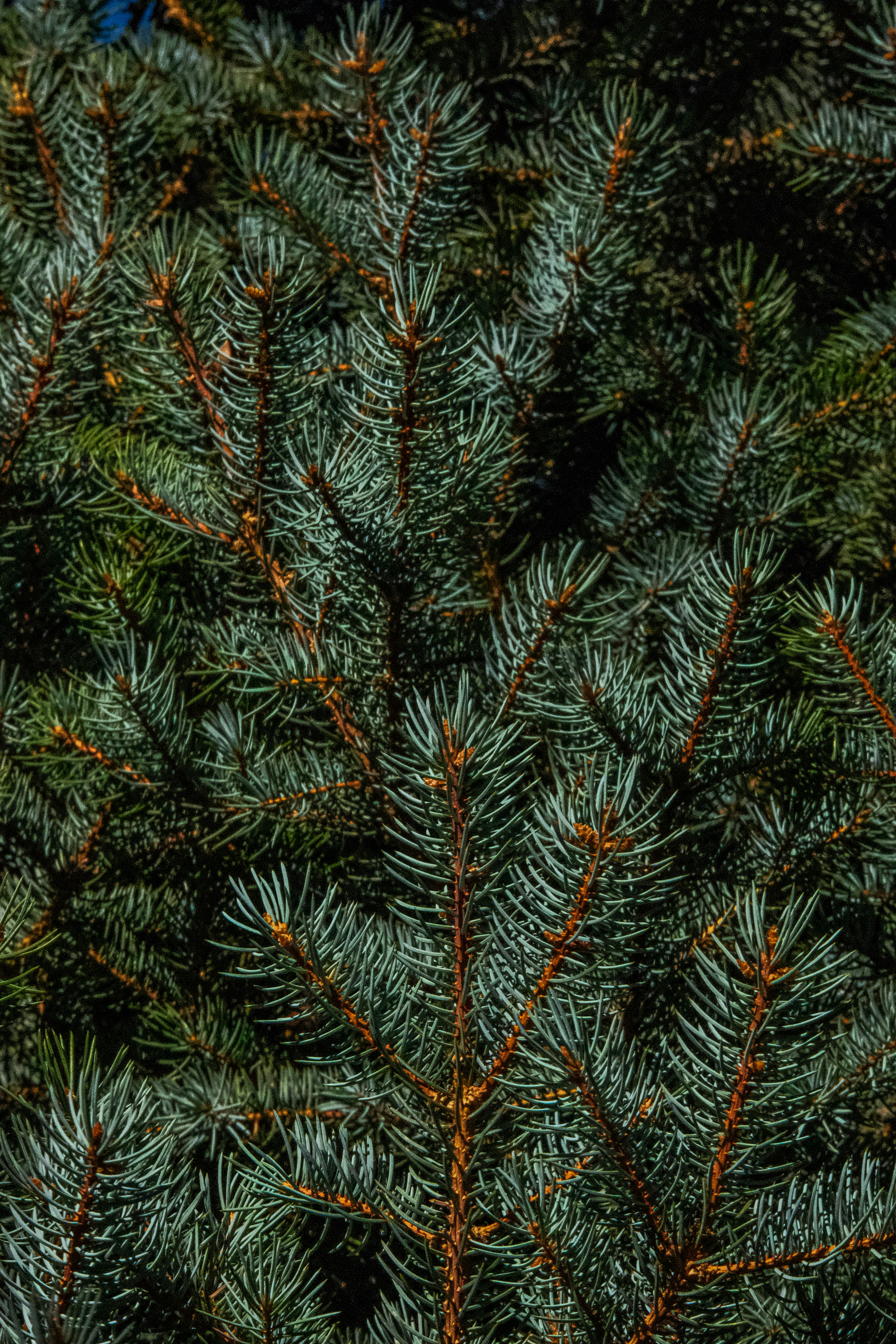 A close up of a pine tree branch photo – Free Brighton Image on Unsplash