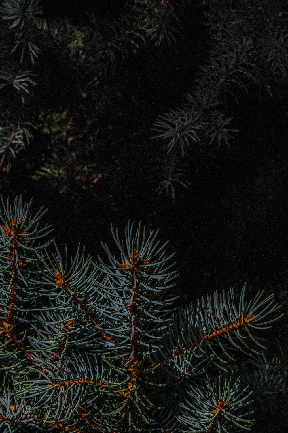 um close up de um pinheiro à noite