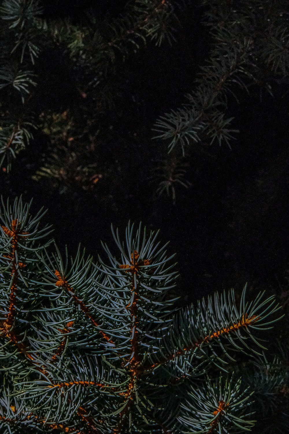 a close up of a pine tree at night