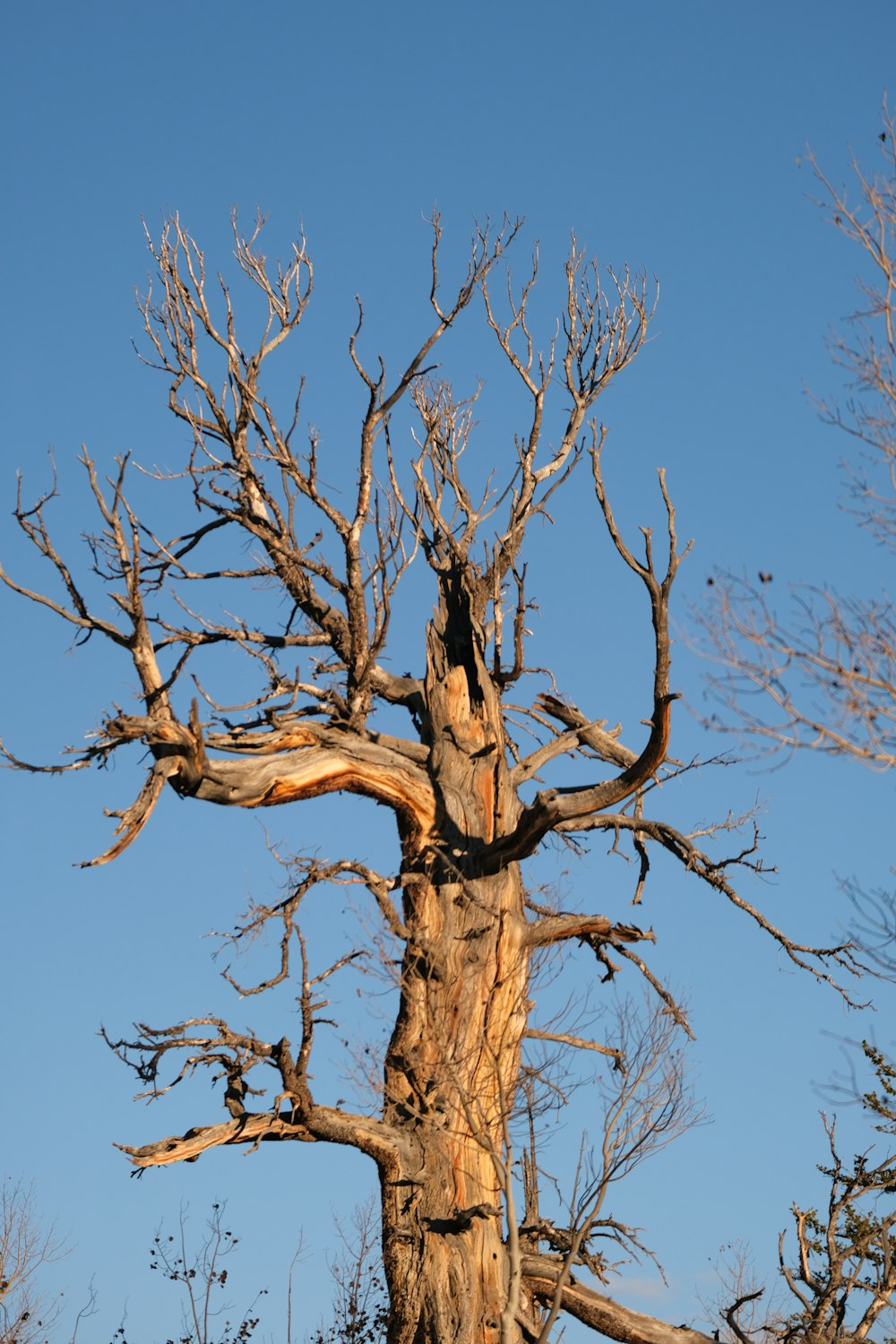 a dead tree in the middle of a blue sky