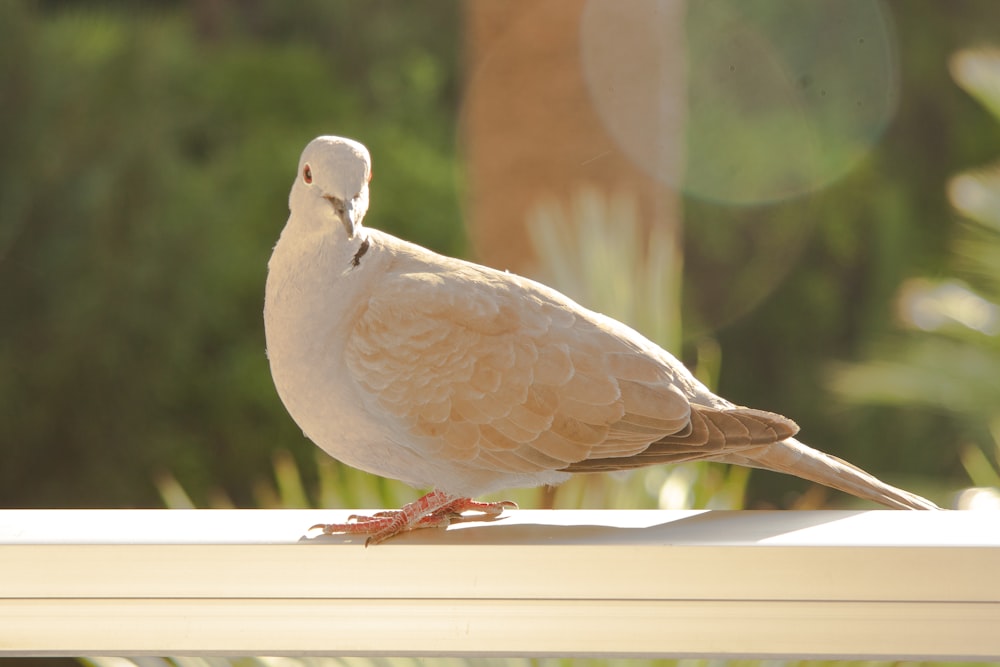 a white bird sitting on top of a window sill