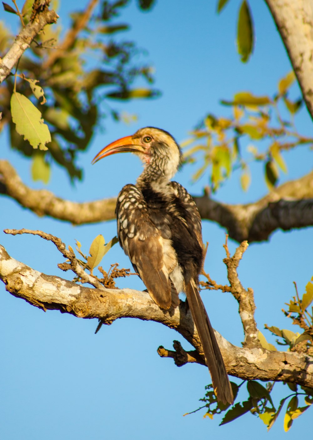 a bird is perched on a tree branch