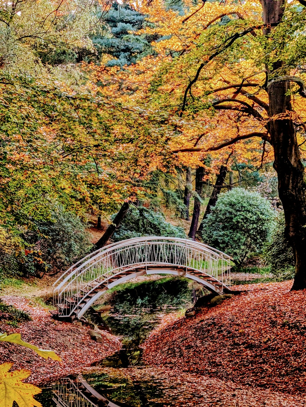 a bridge over a small stream in a park