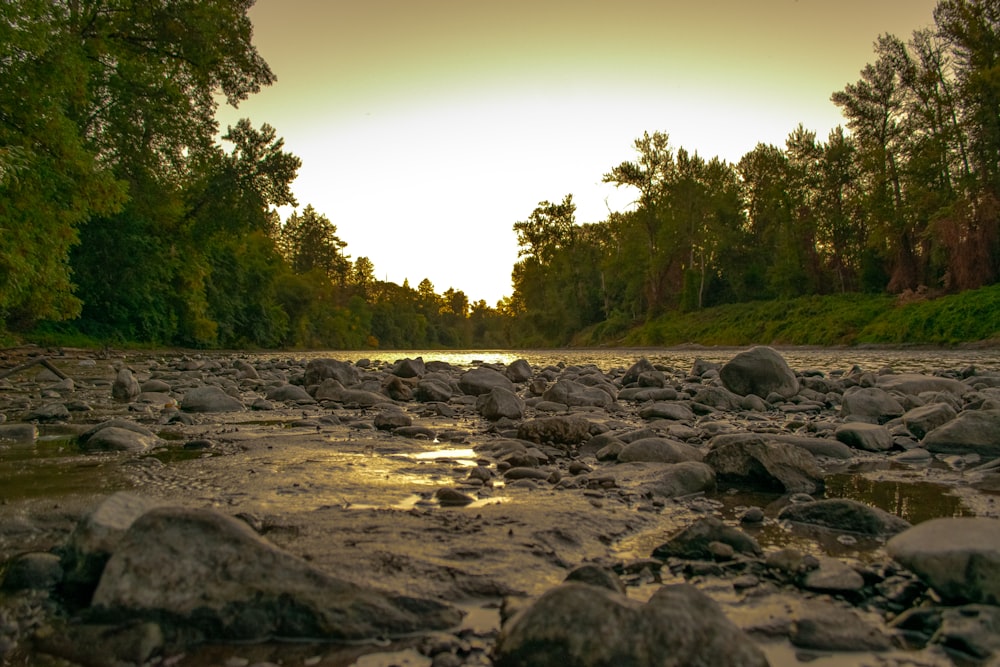 a river running through a lush green forest