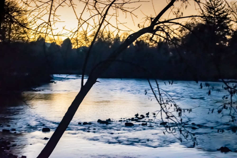 a body of water with trees in the background