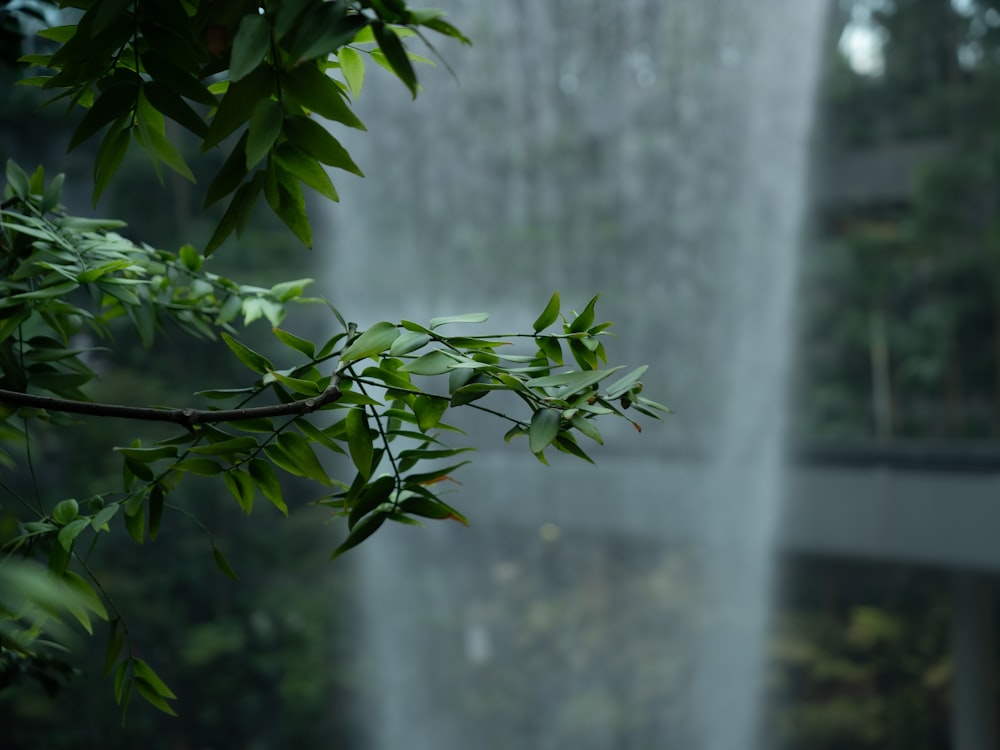 a close up of a tree branch with a building in the background