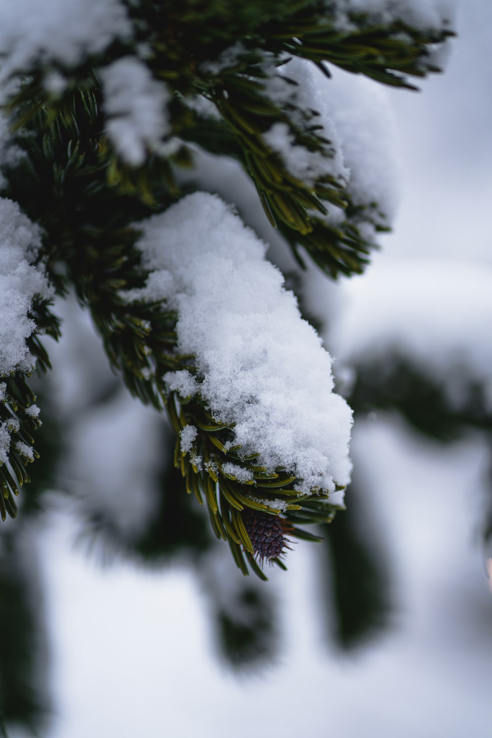 a close up of snow on a pine tree