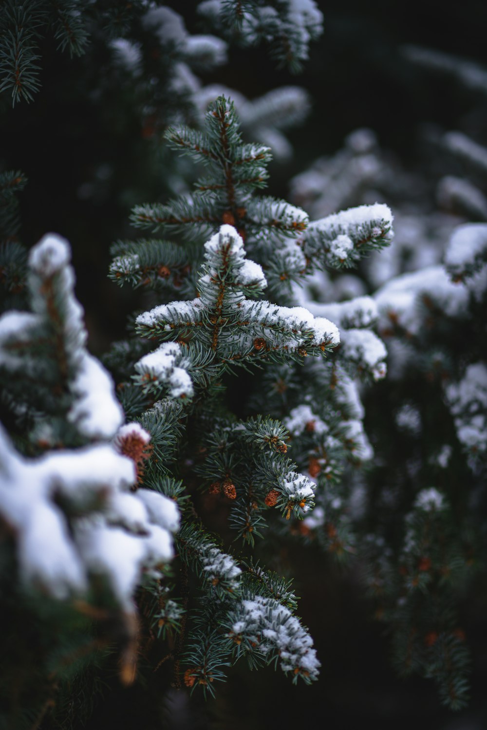 a close up of a pine tree with snow on it