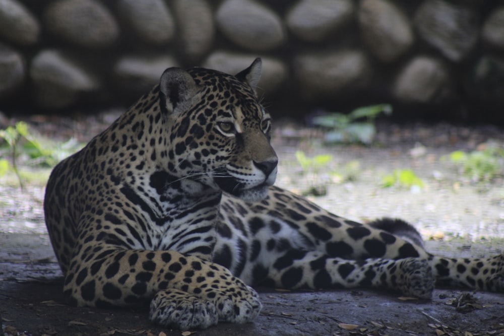 a large leopard laying on top of a dirt field