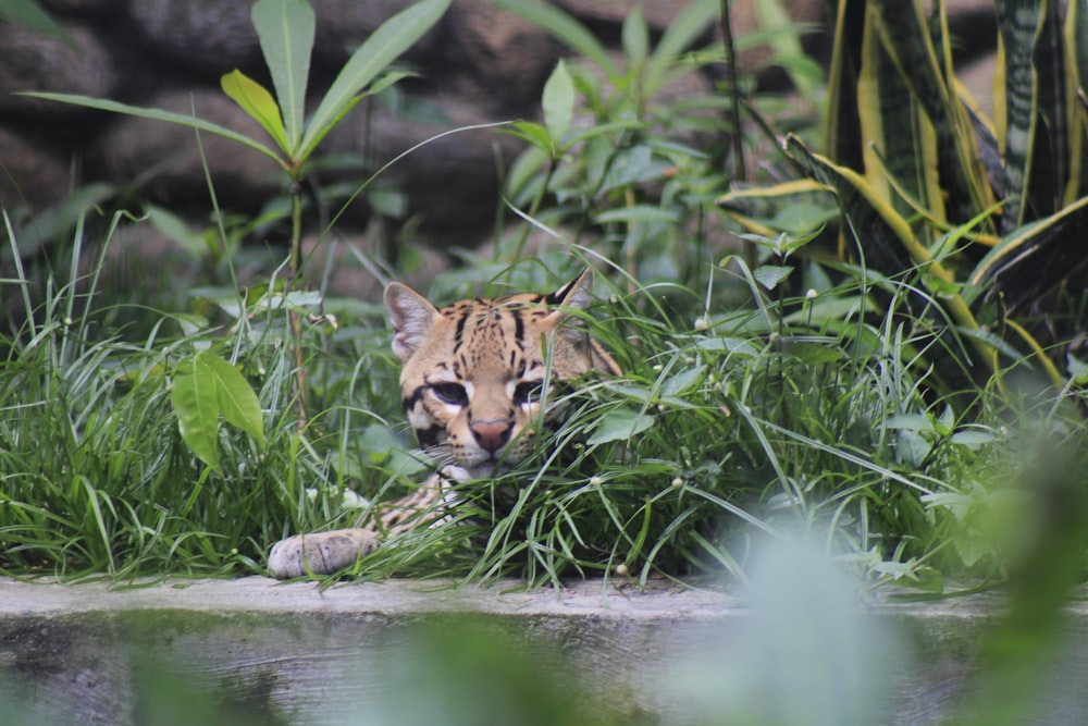 a small tiger laying in the grass next to a body of water