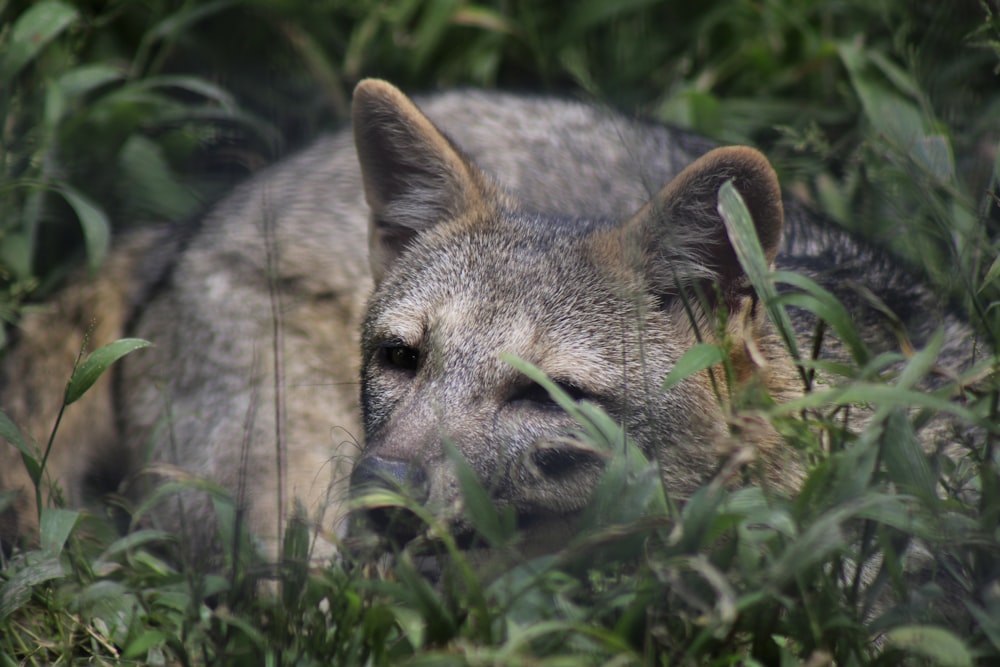 a close up of a animal in a field of grass