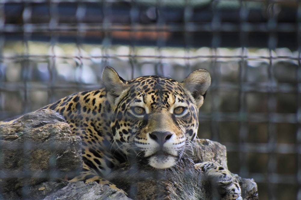 a large leopard laying on top of a rock