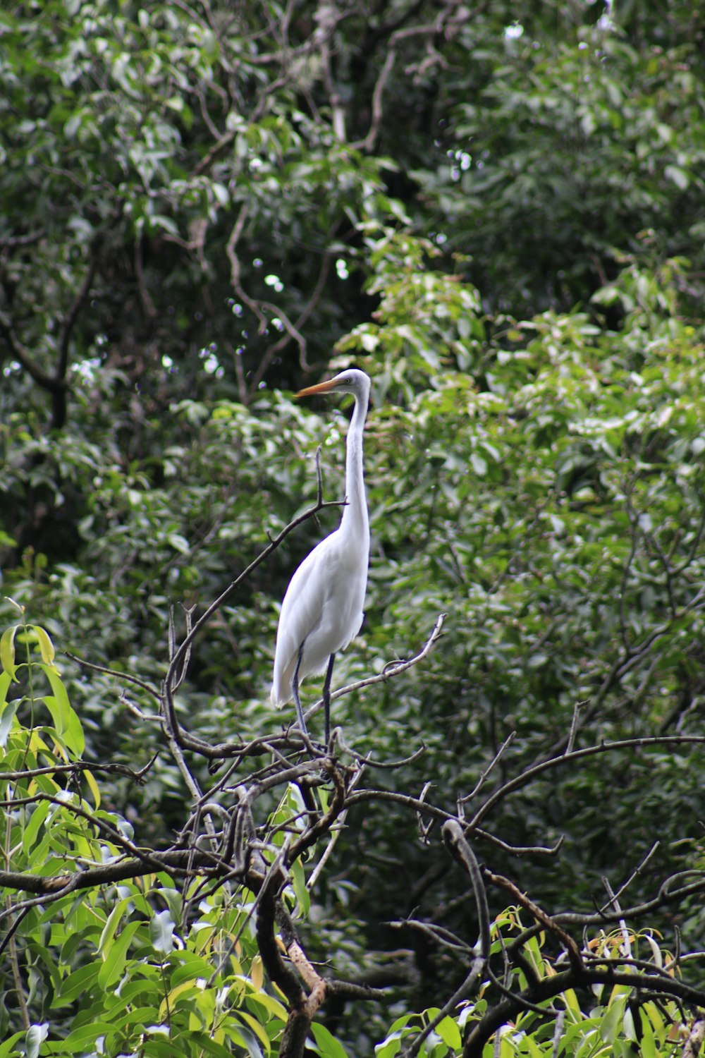 a white bird sitting on top of a tree branch