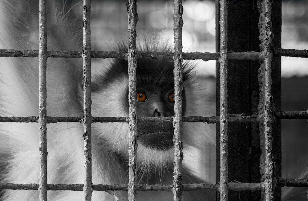 a monkey is looking through the bars of a cage
