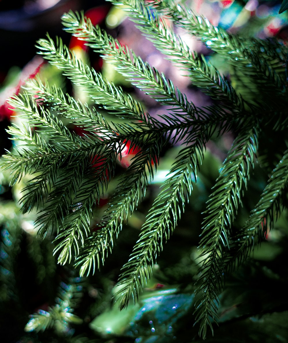 a close up of a pine tree branch