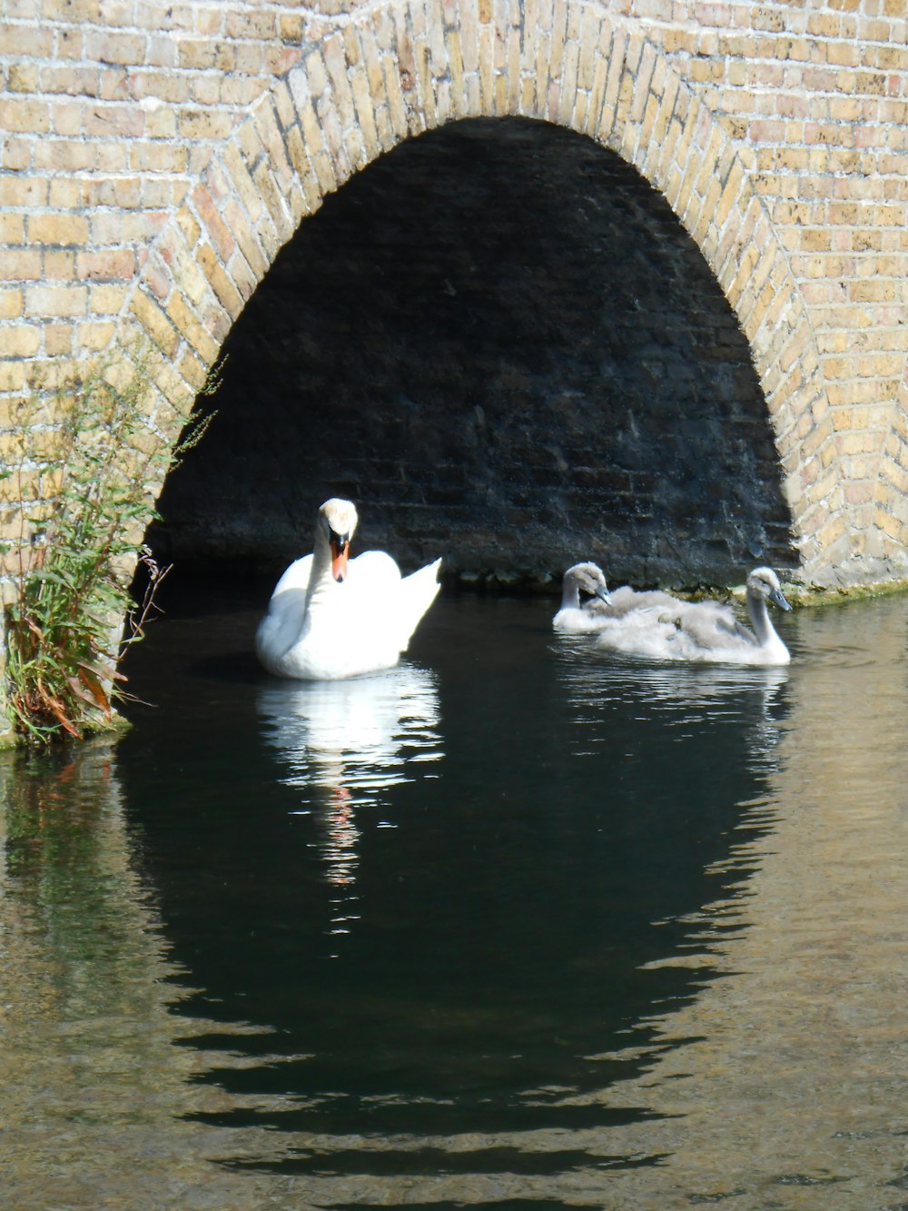 a couple of swans swimming under a bridge