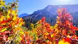Vibrant autumn leaves framing a panoramic view of Yellowstone's rugged cliffs.