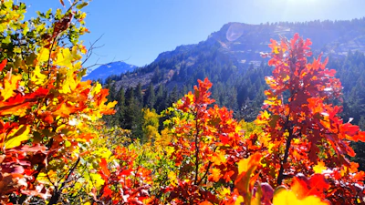 Vibrant autumn leaves framing a panoramic view of Yellowstone's rugged cliffs.